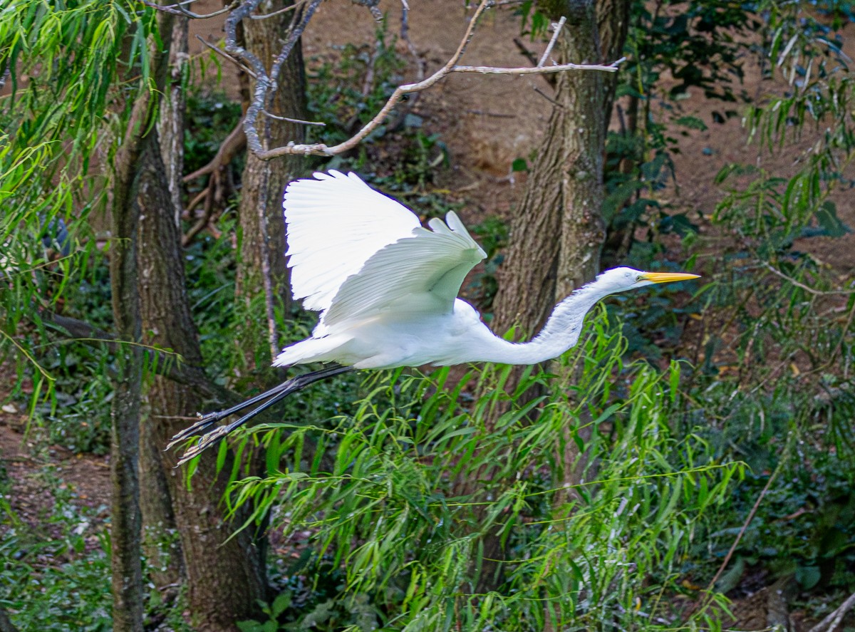 Bird photograph by Susanne Harm