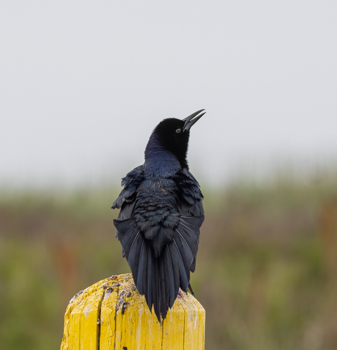 Bird photograph by Susanne Harm