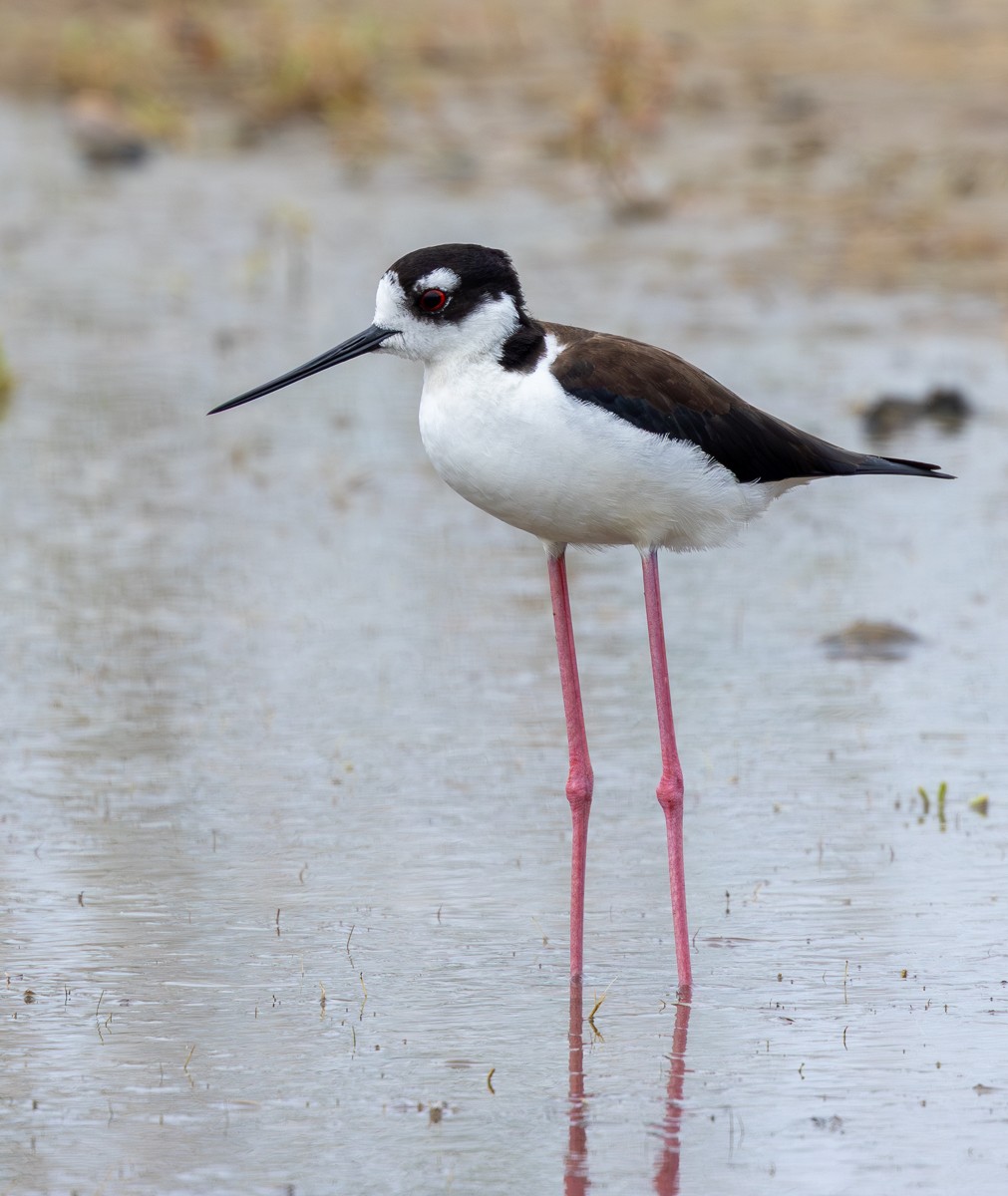 Bird photograph by Susanne Harm