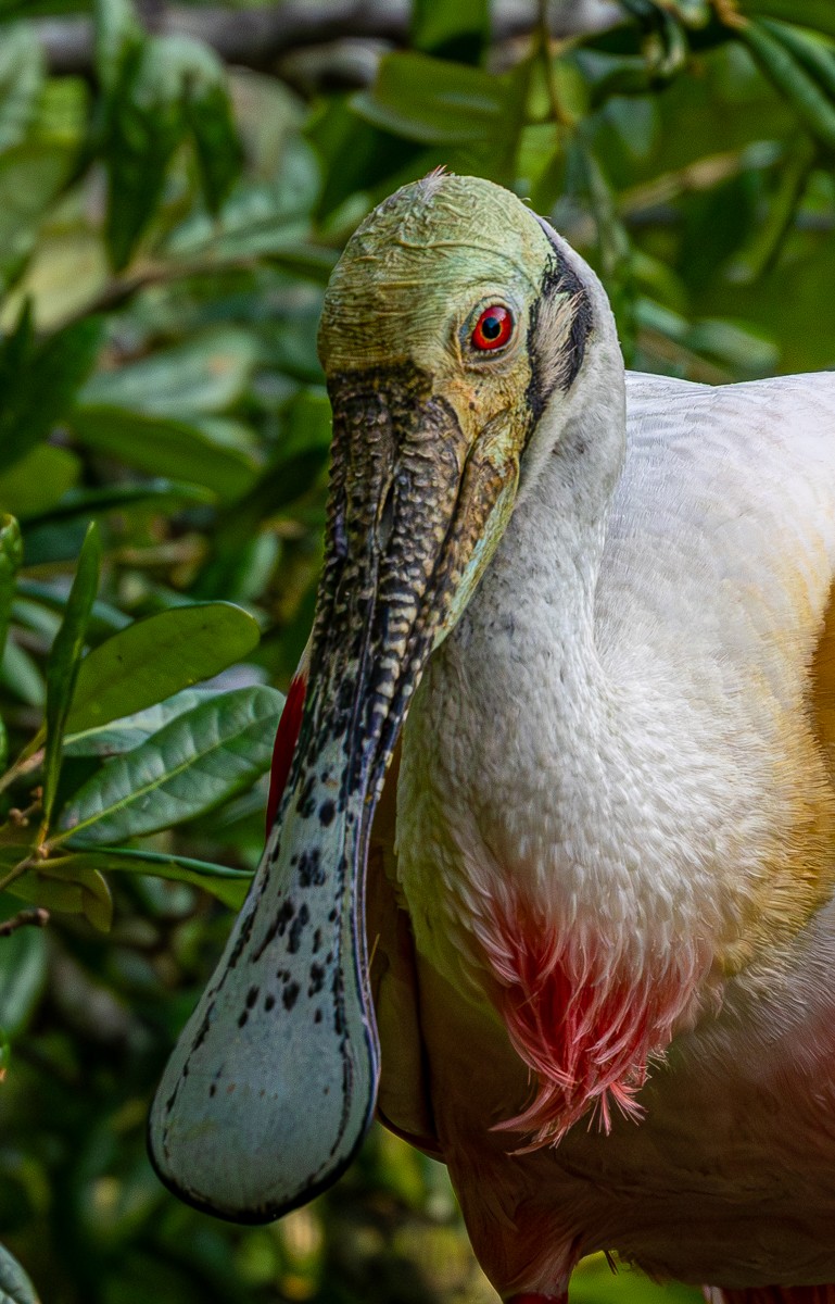 Bird photograph by Susanne Harm