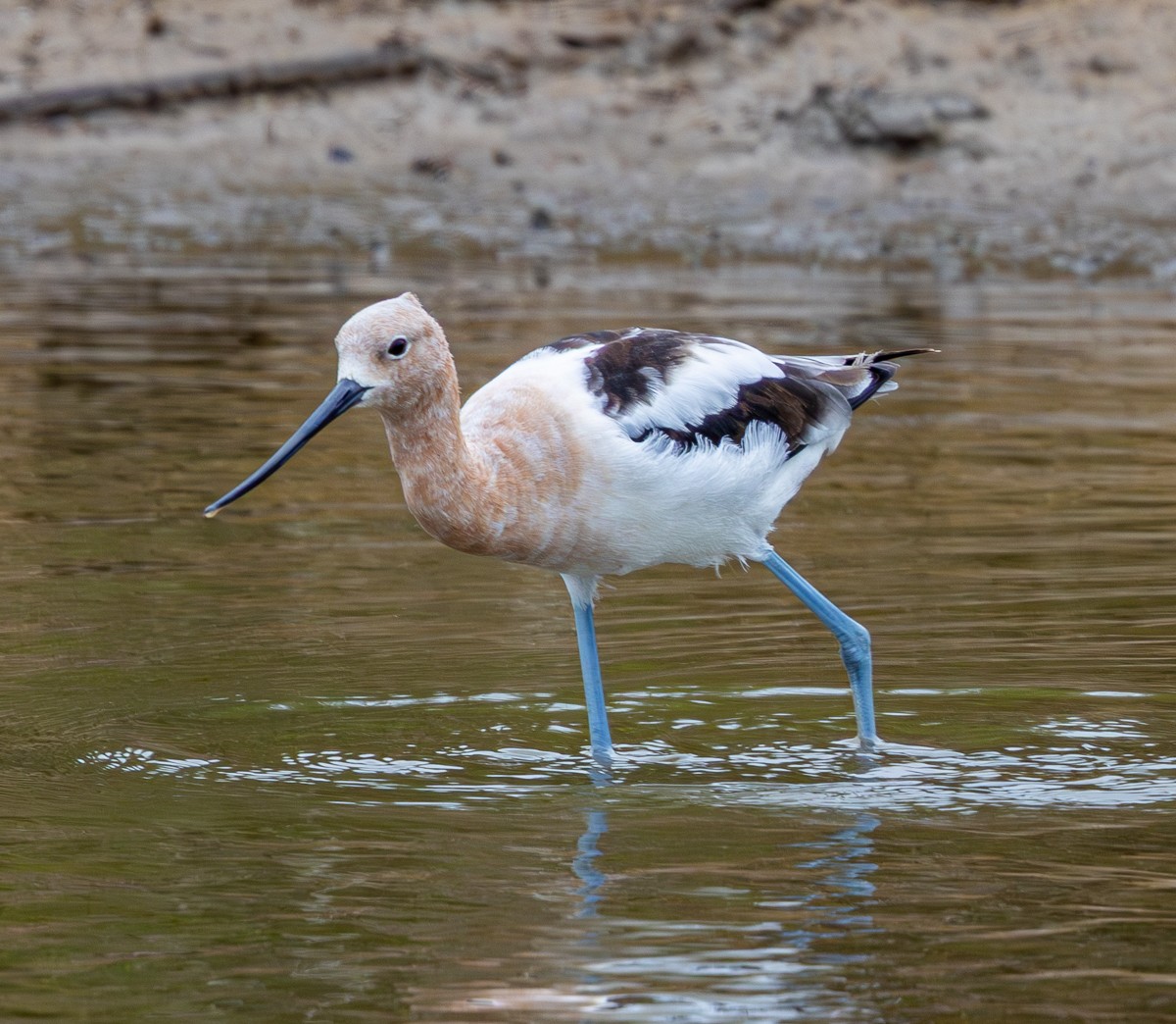 Bird photograph by Susanne Harm