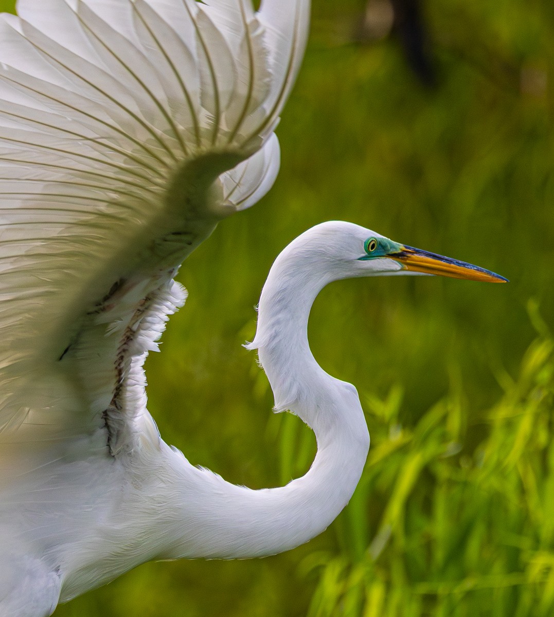 Bird photograph by Susanne Harm