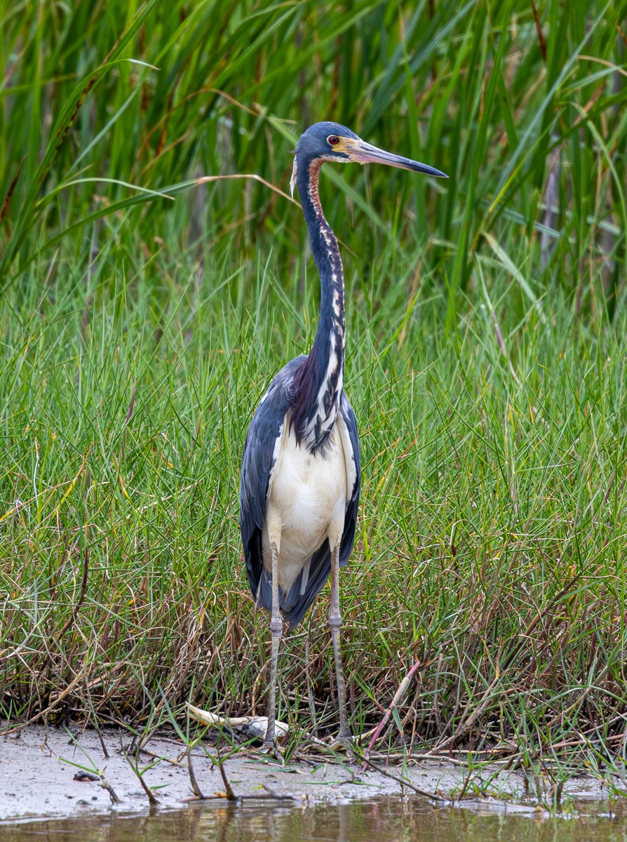Bird photograph by Susanne Harm
