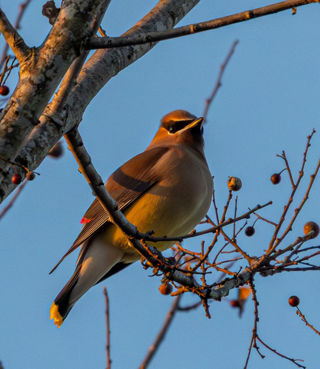 Bird photograph by Susanne Harm