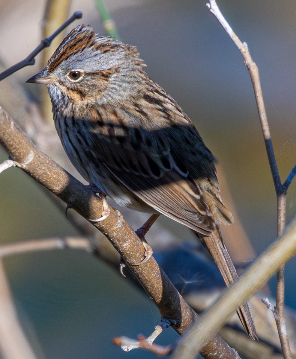 Bird photograph by Susanne Harm