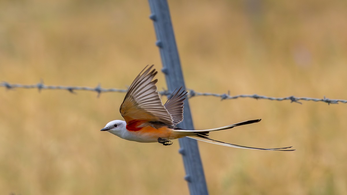 Bird photograph by Susanne Harm