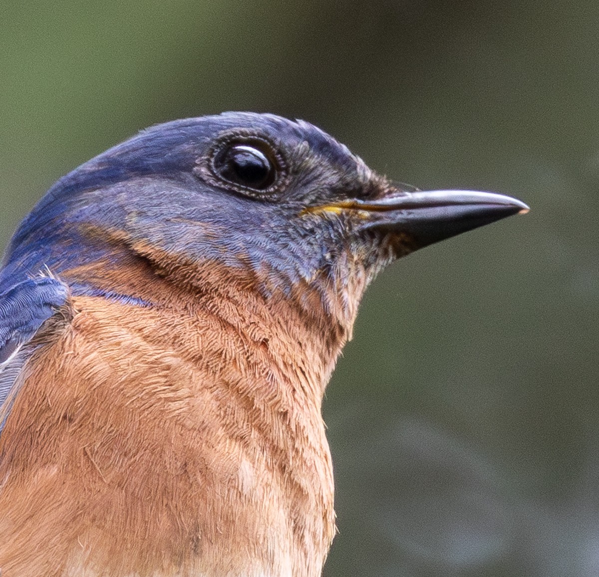 Bird photograph by Susanne Harm