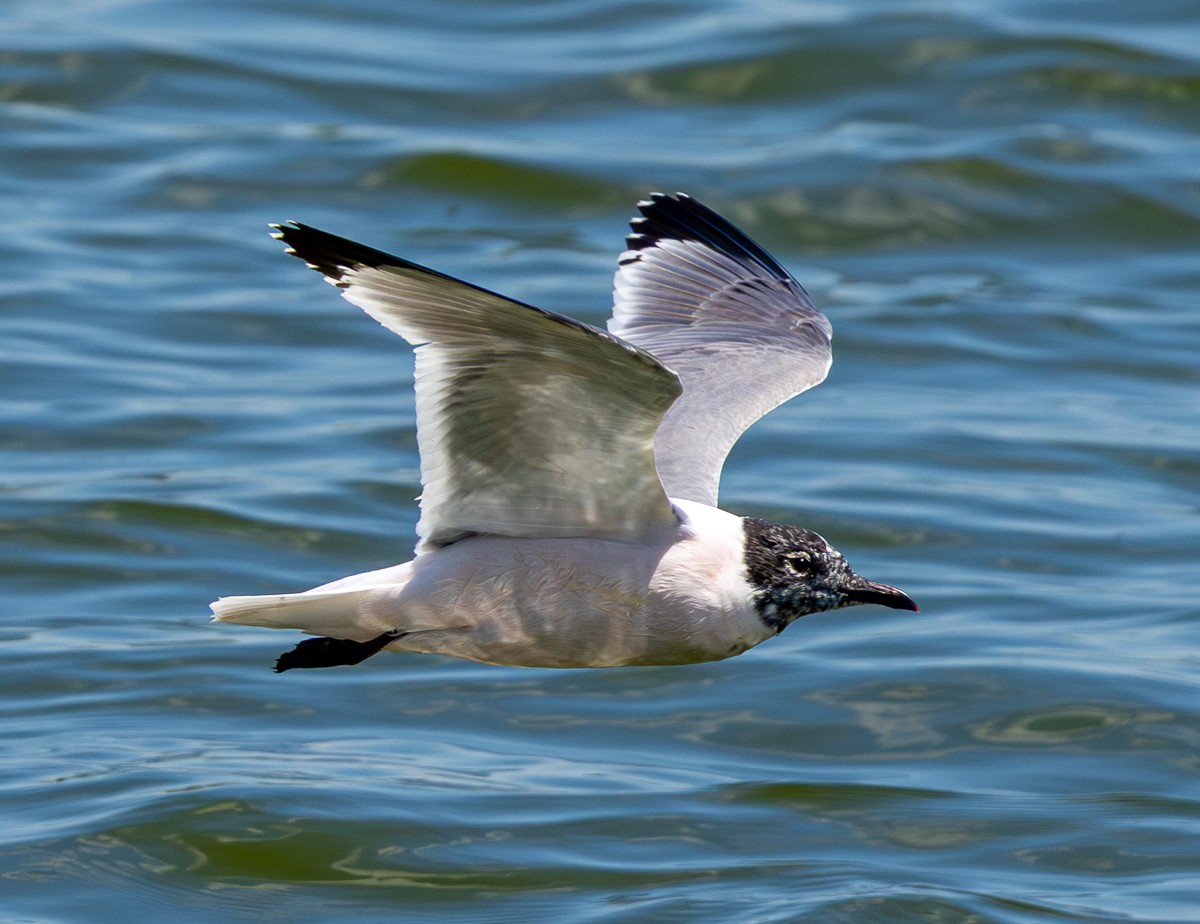Bird photograph by Susanne Harm