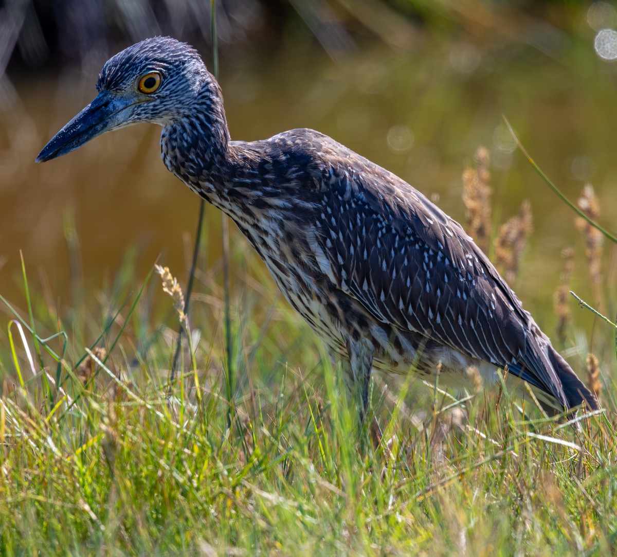 Bird photograph by Susanne Harm