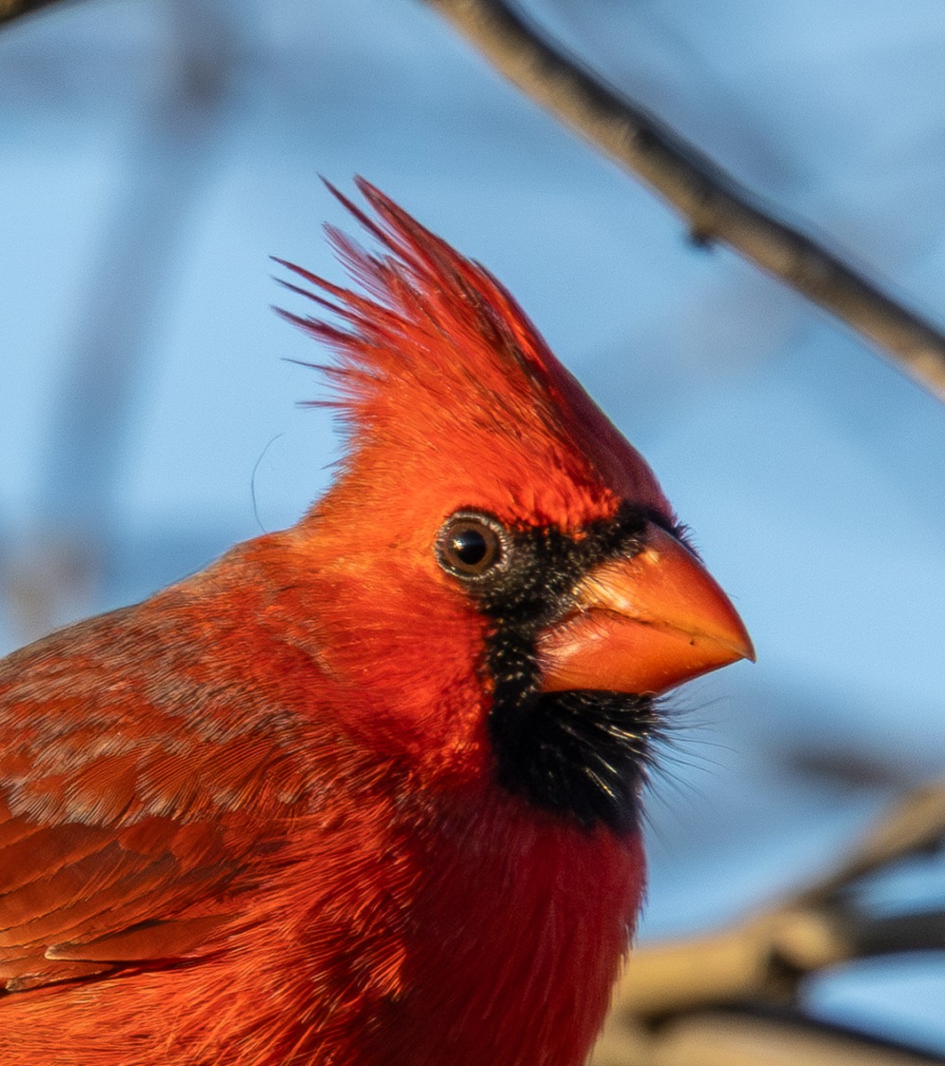 Bird photograph by Susanne Harm
