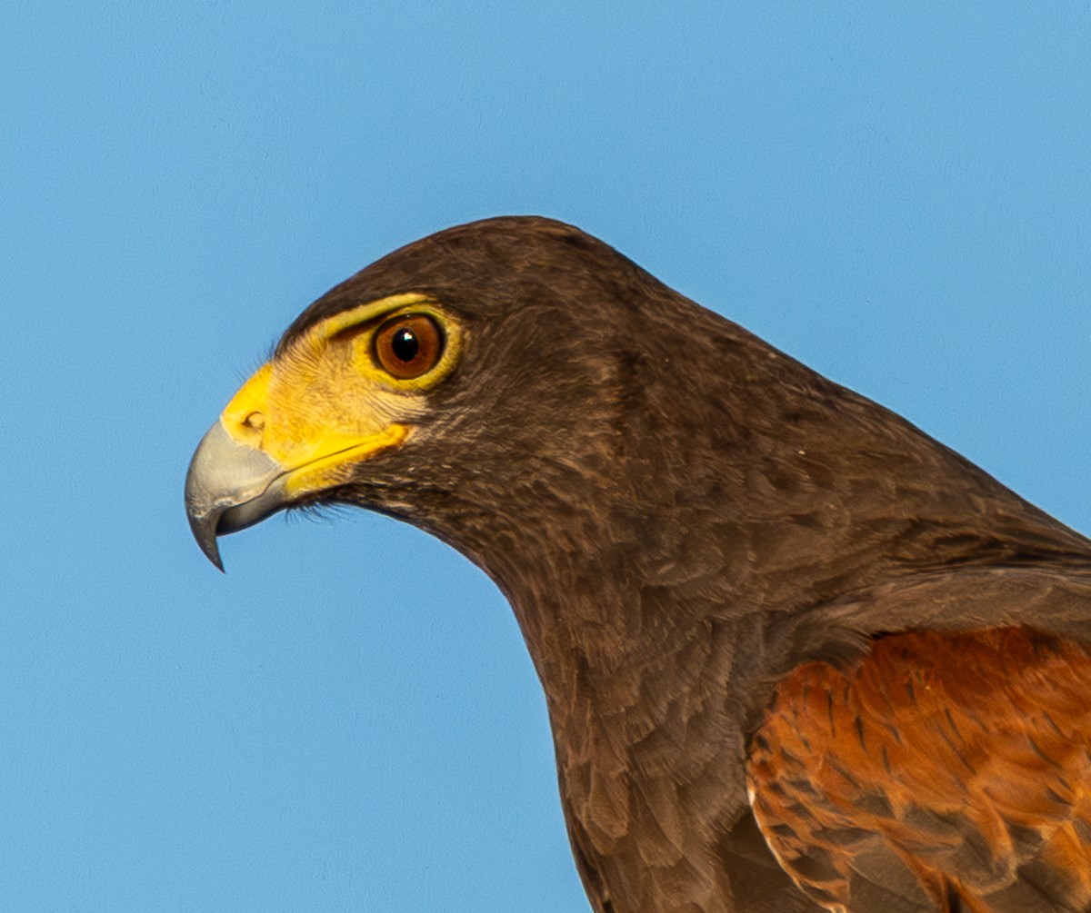 Bird photograph by Susanne Harm