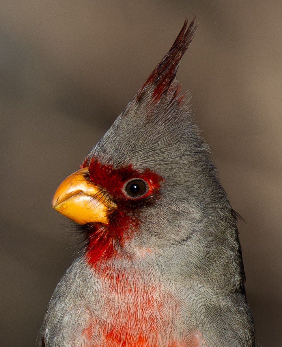Bird photograph by Susanne Harm