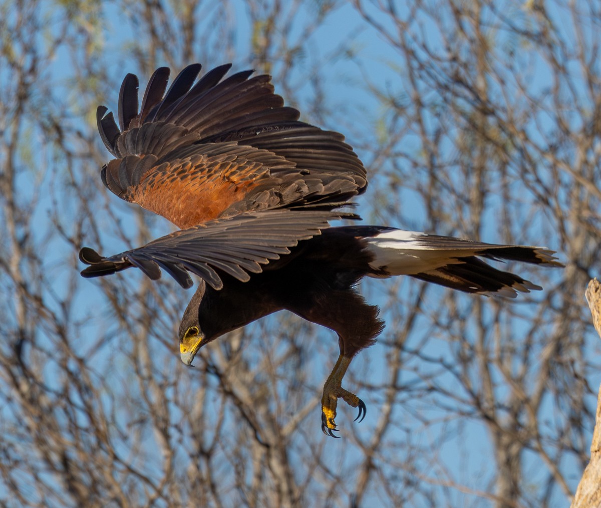 Bird photograph by Susanne Harm