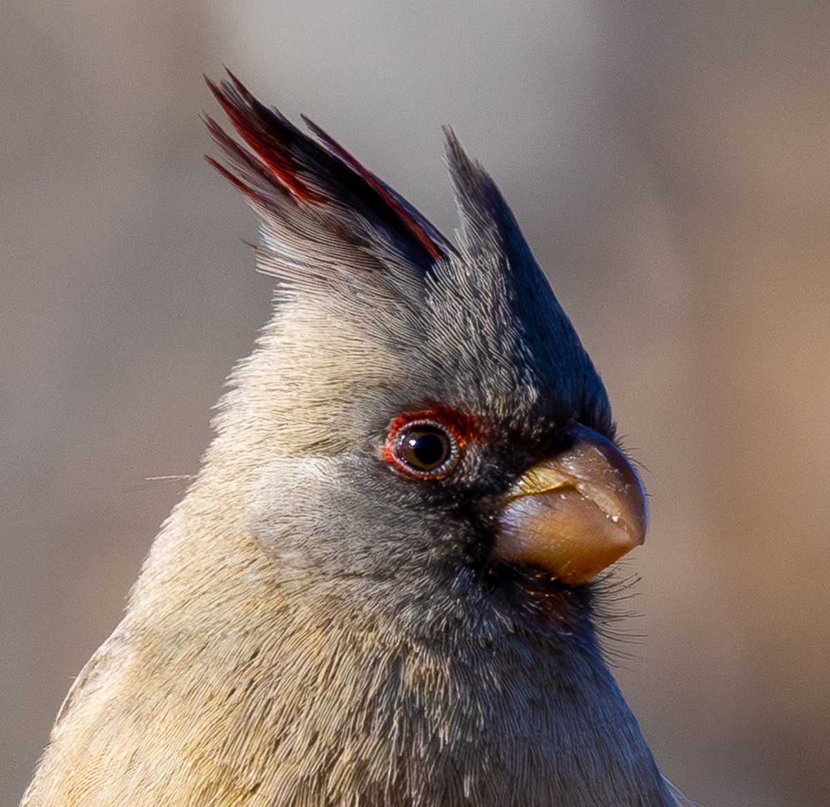 Bird photograph by Susanne Harm