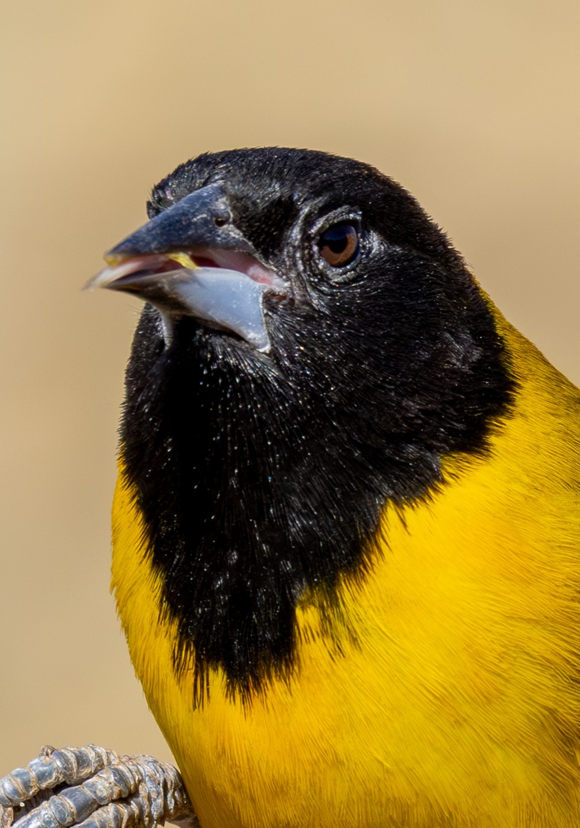 Bird photograph by Susanne Harm