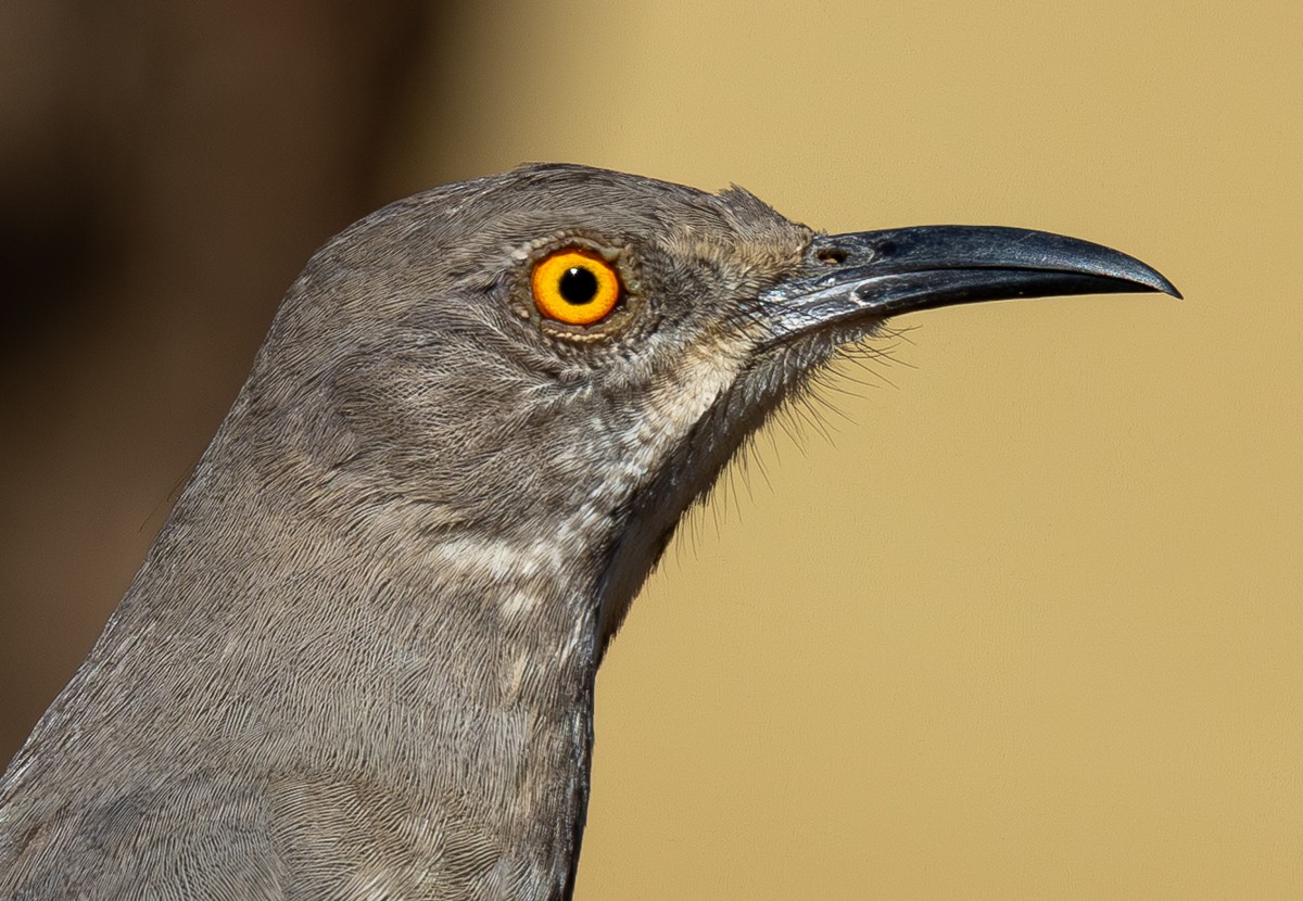 Bird photograph by Susanne Harm