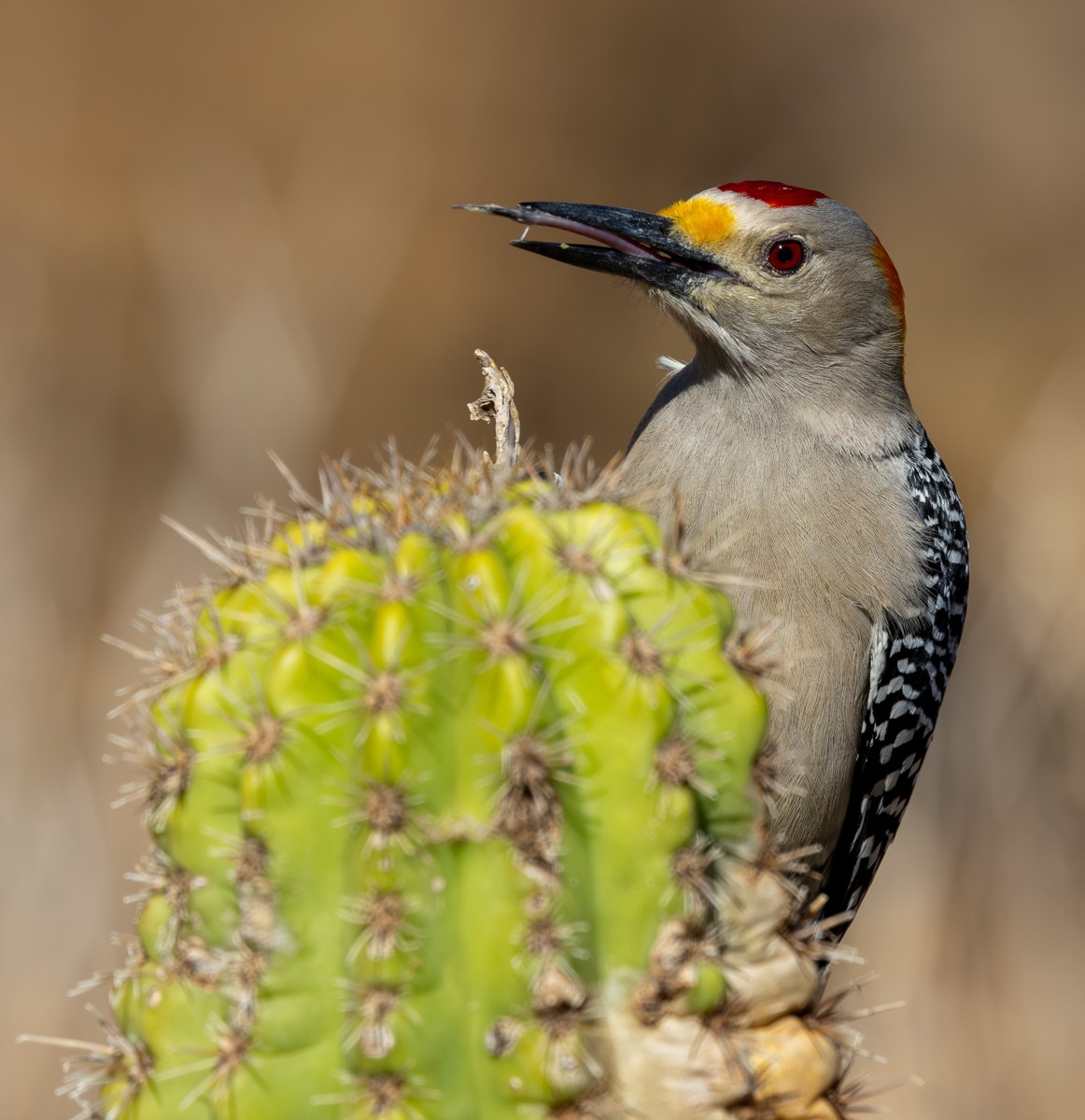 Bird photograph by Susanne Harm