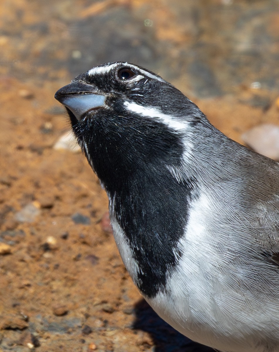 Bird photograph by Susanne Harm