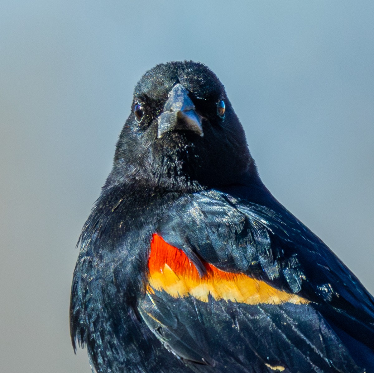 Bird photograph by Susanne Harm