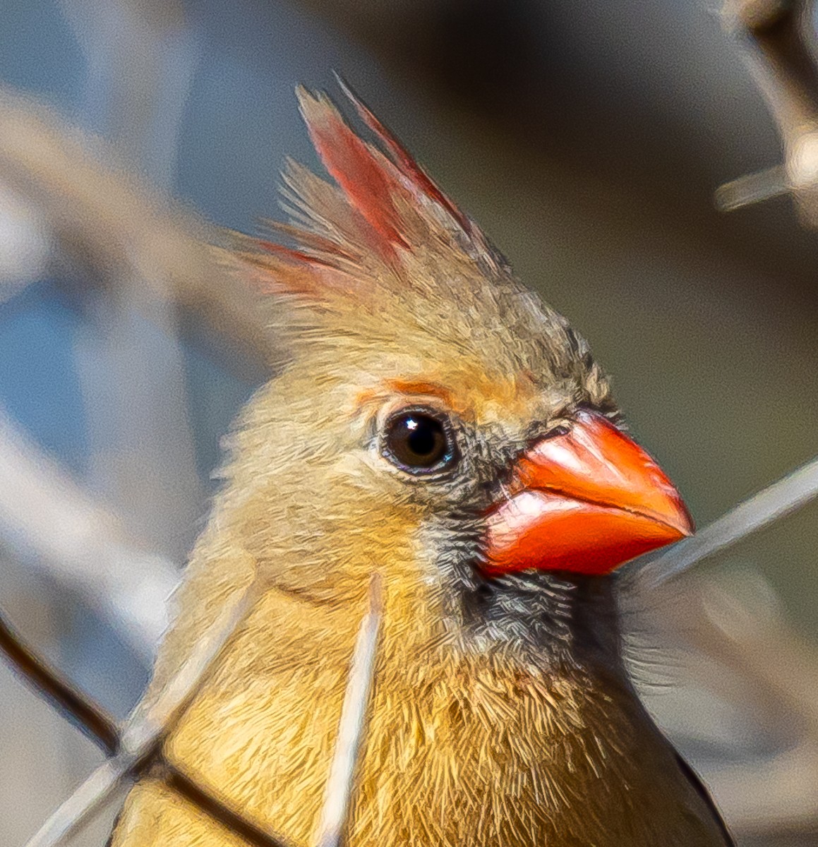 Bird photograph by Susanne Harm