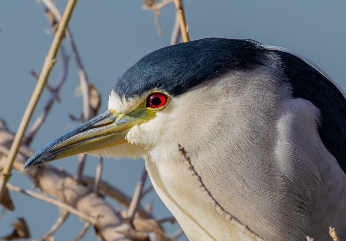 Bird photograph by Susanne Harm