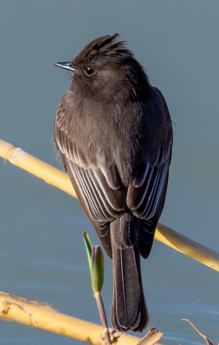 Bird photograph by Susanne Harm