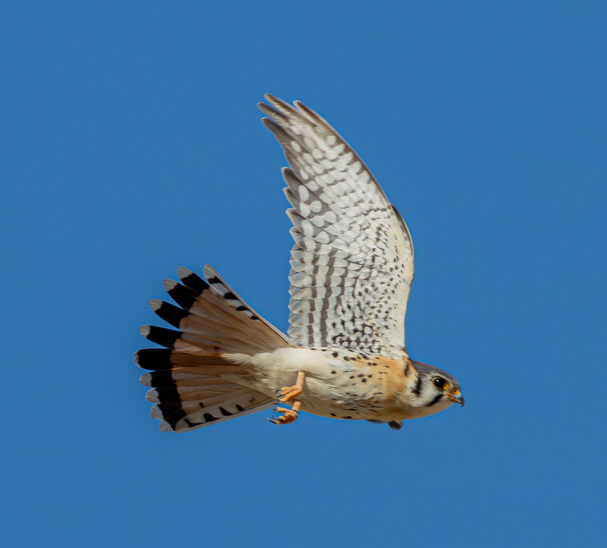 Bird photograph by Susanne Harm