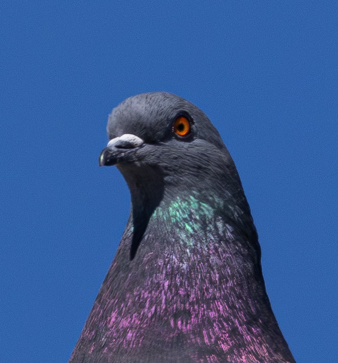 Bird photograph by Susanne Harm