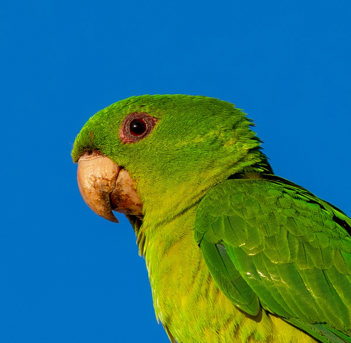 Bird photograph by Susanne Harm