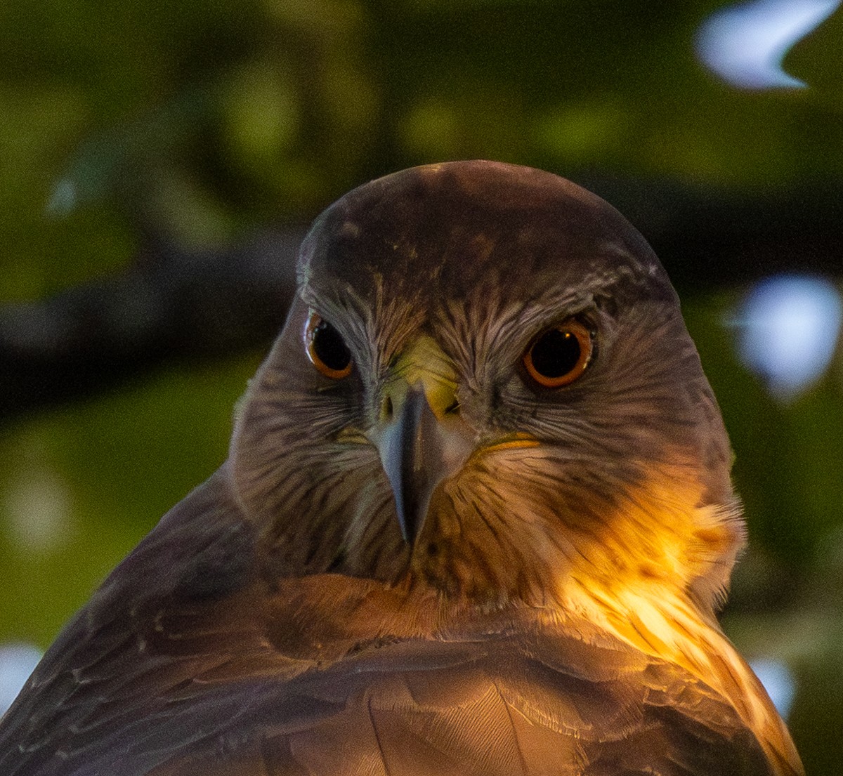 Bird photograph by Susanne Harm