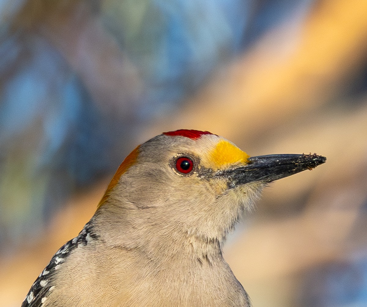 Bird photograph by Susanne Harm