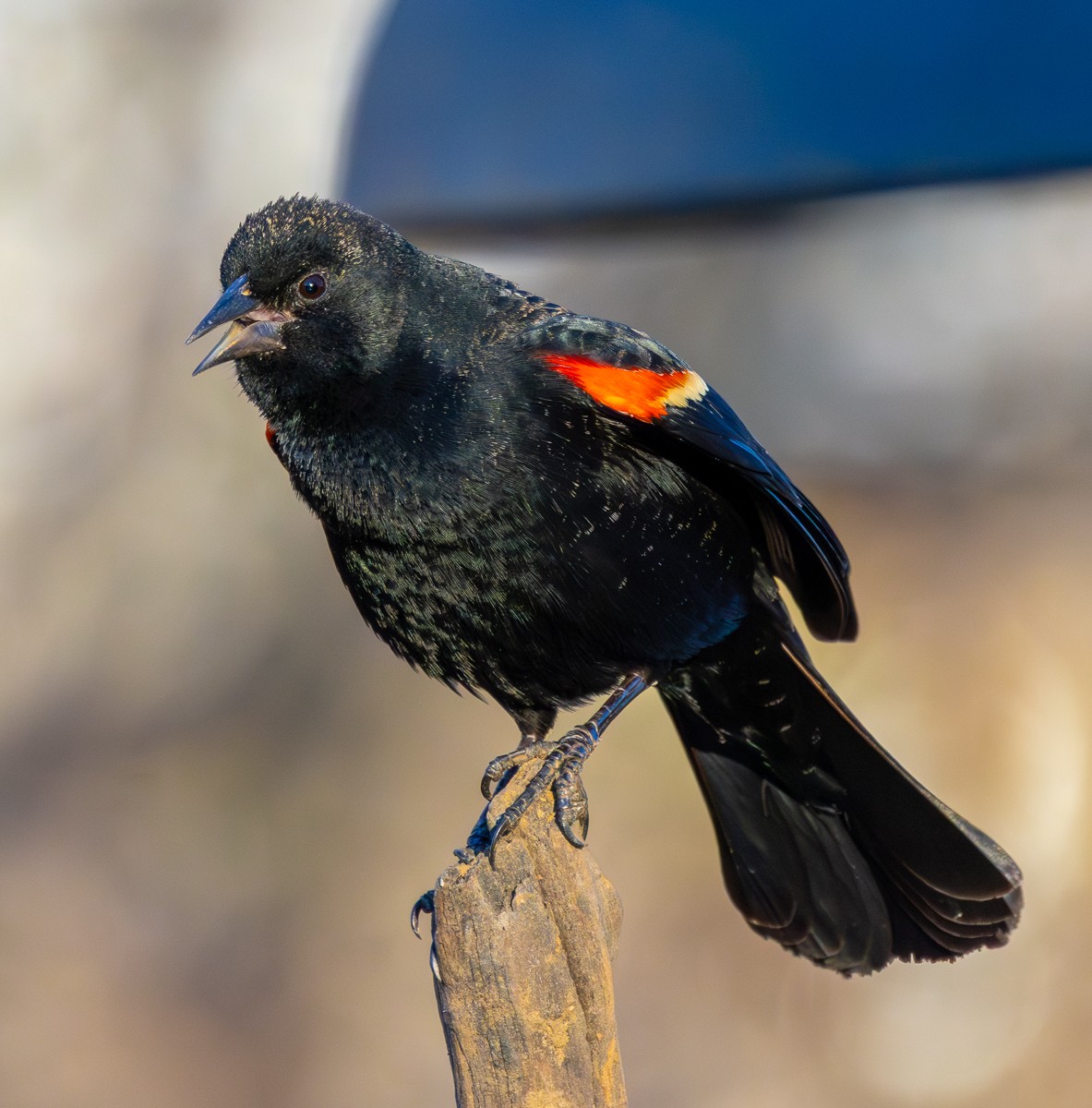 Bird photograph by Susanne Harm