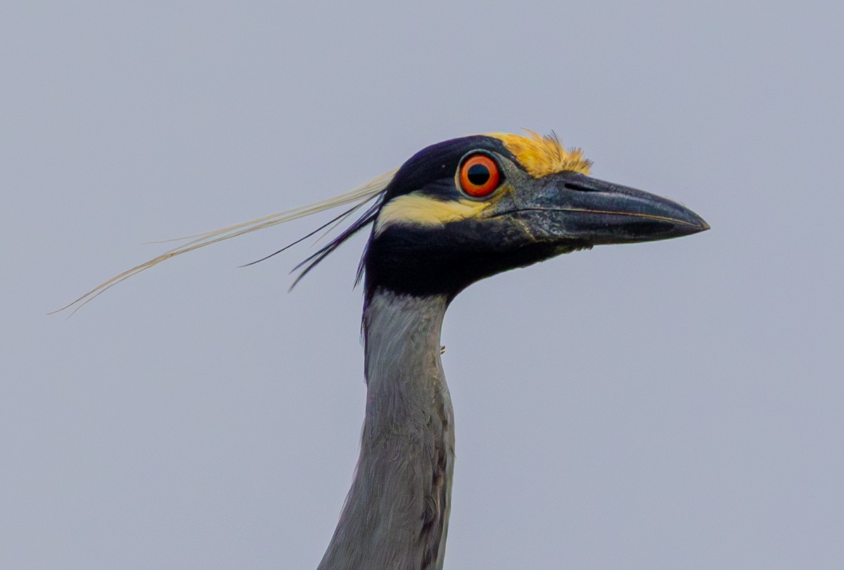 Bird photograph by Susanne Harm