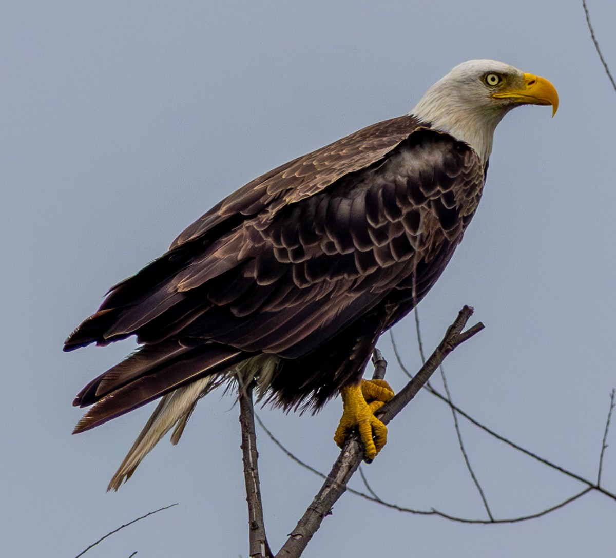 Bird photograph by Susanne Harm