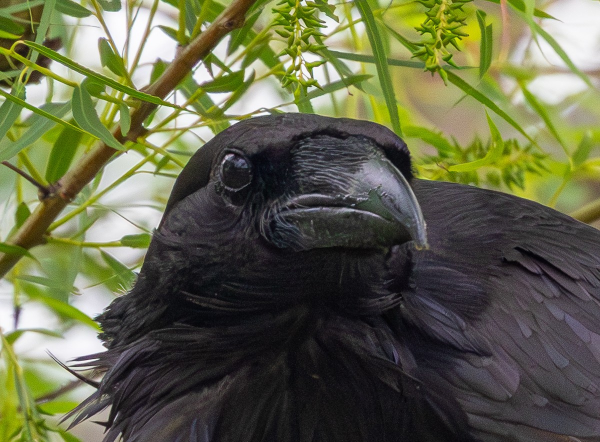 Bird photograph by Susanne Harm