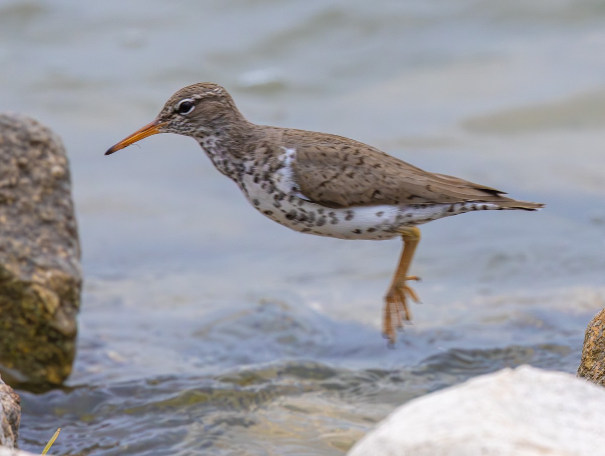 Bird photograph by Susanne Harm