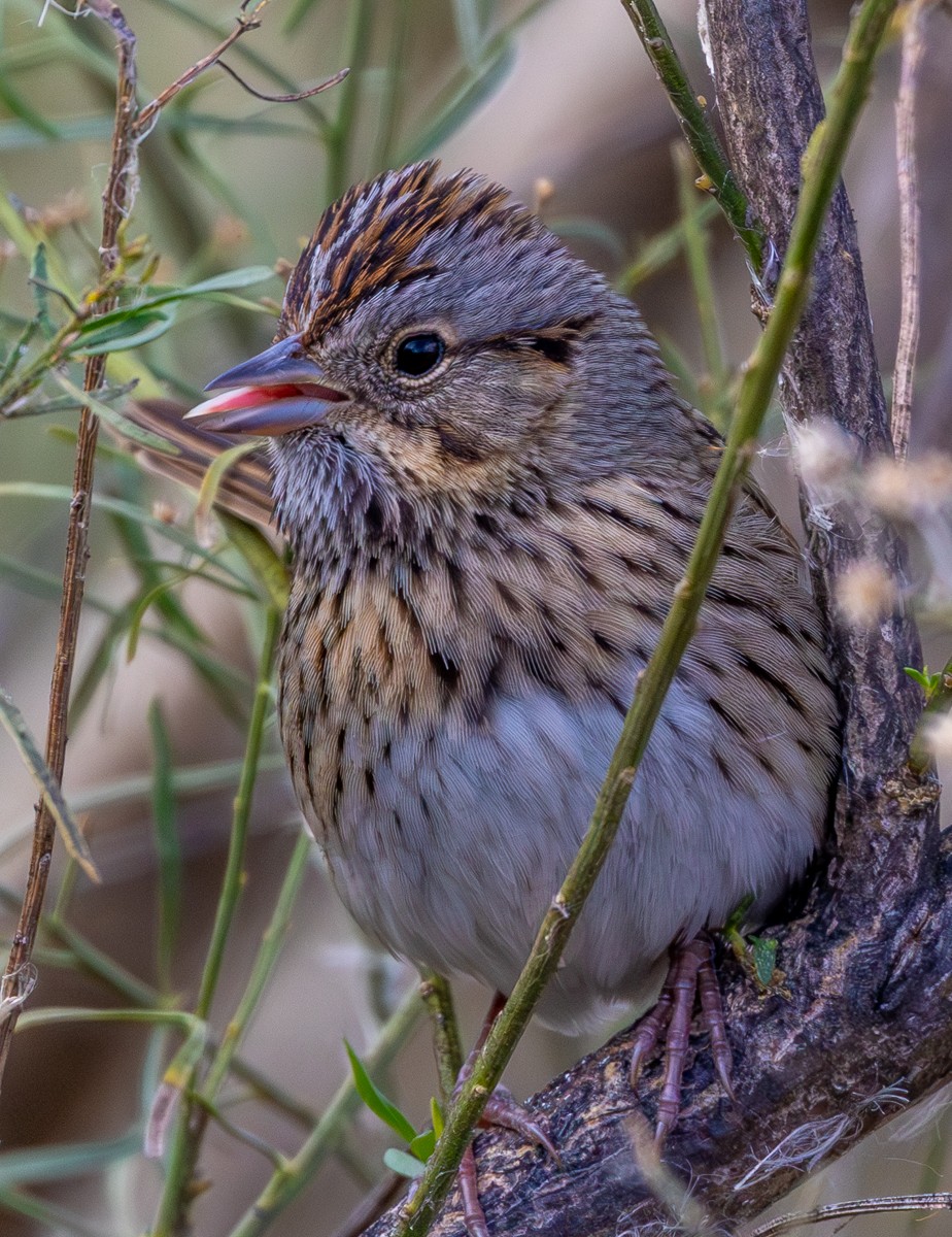 Bird photograph by Susanne Harm