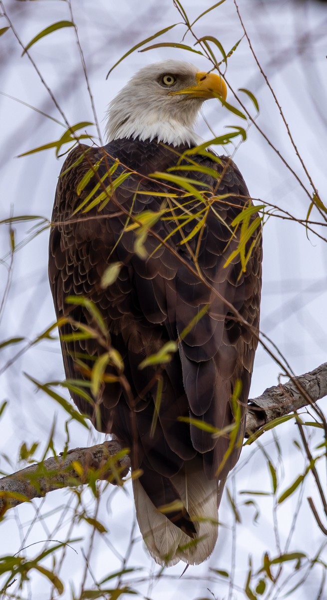 Bird photograph by Susanne Harm