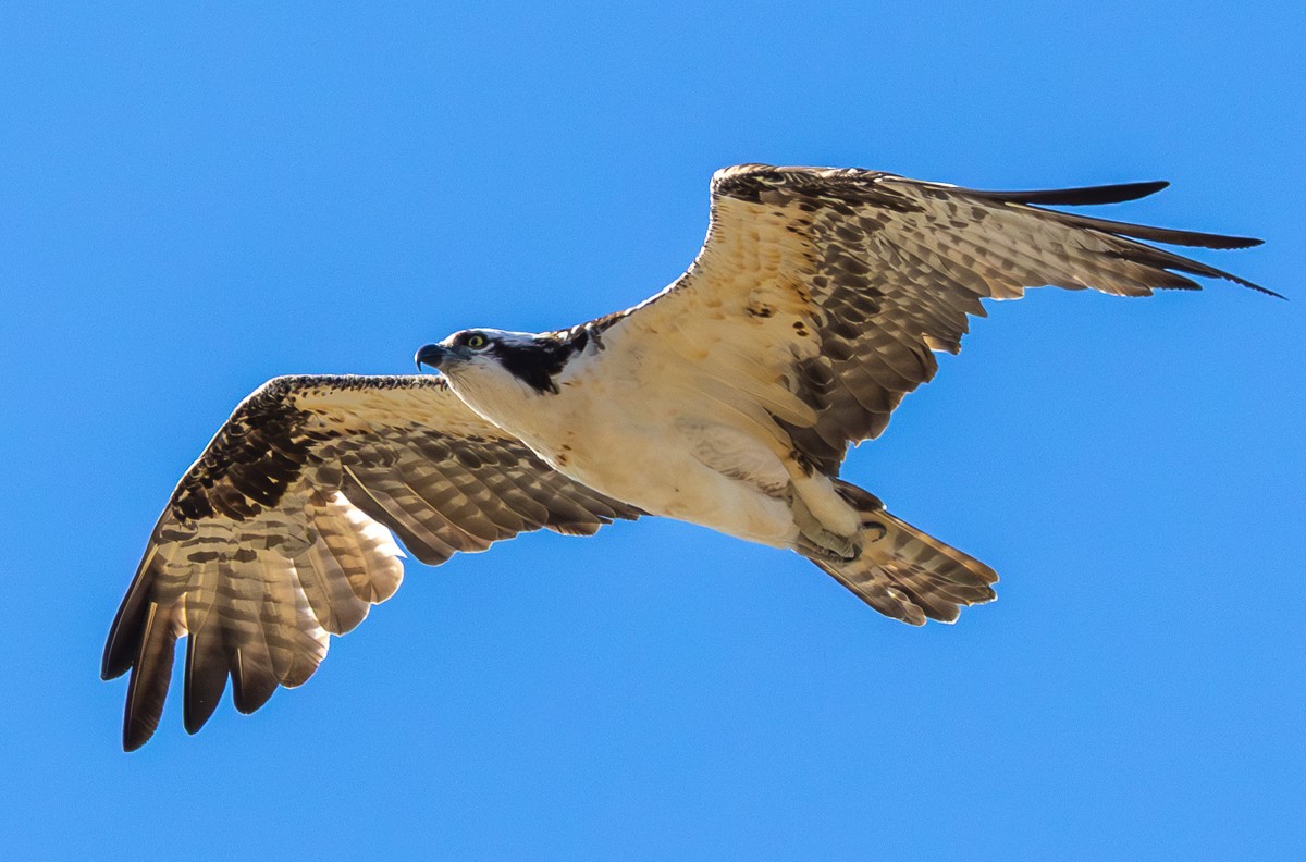 Bird photograph by Susanne Harm