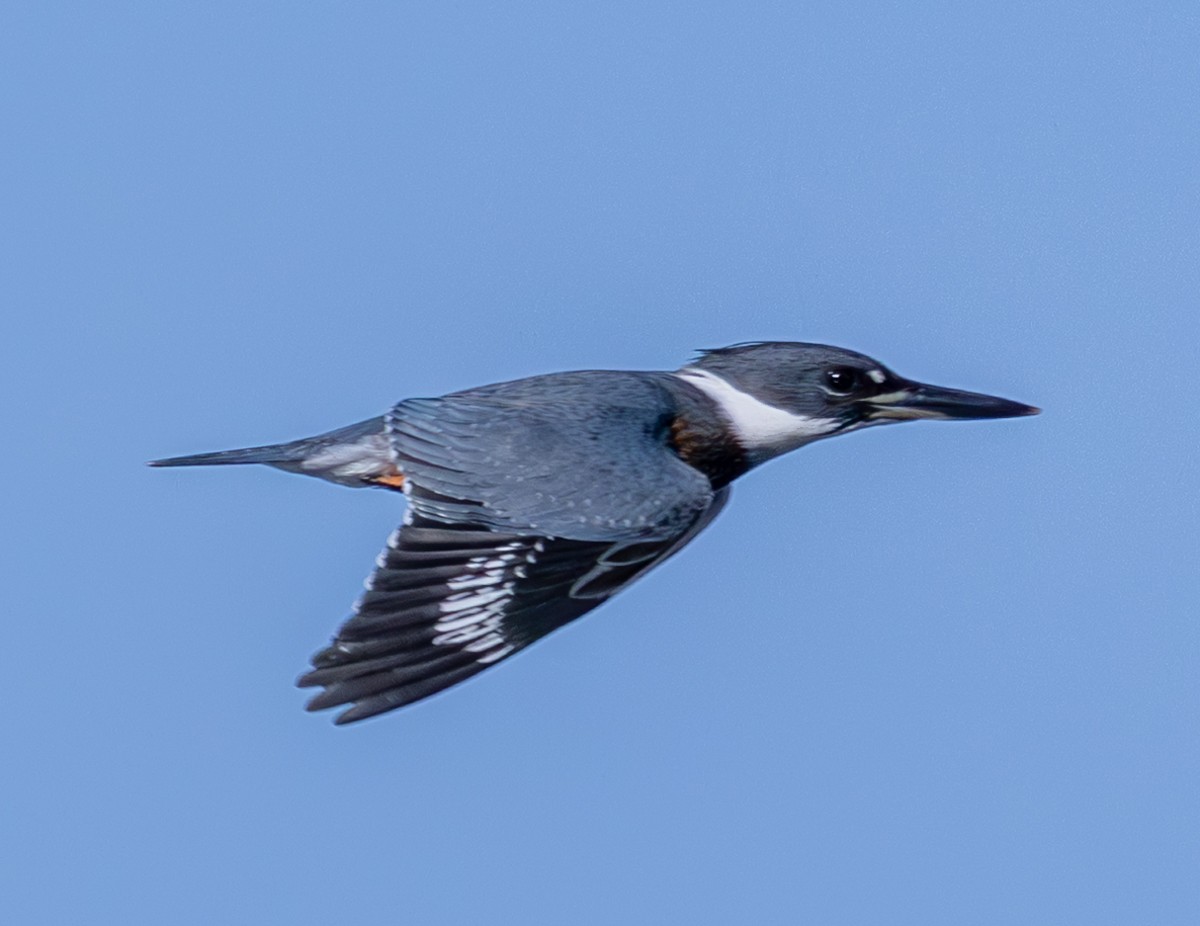 Bird photograph by Susanne Harm