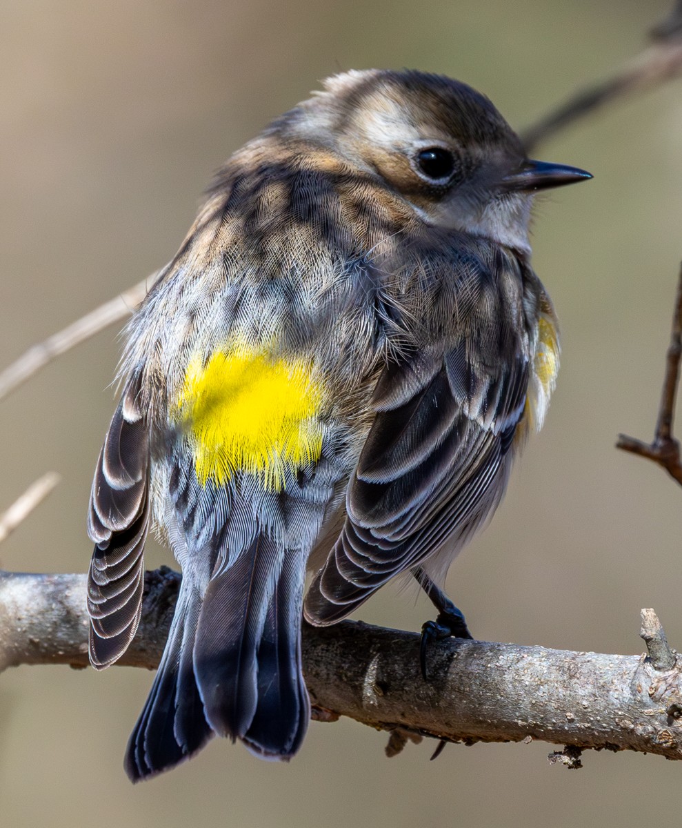 Bird photograph by Susanne Harm