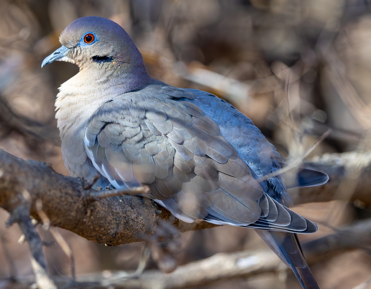 Bird photograph by Susanne Harm
