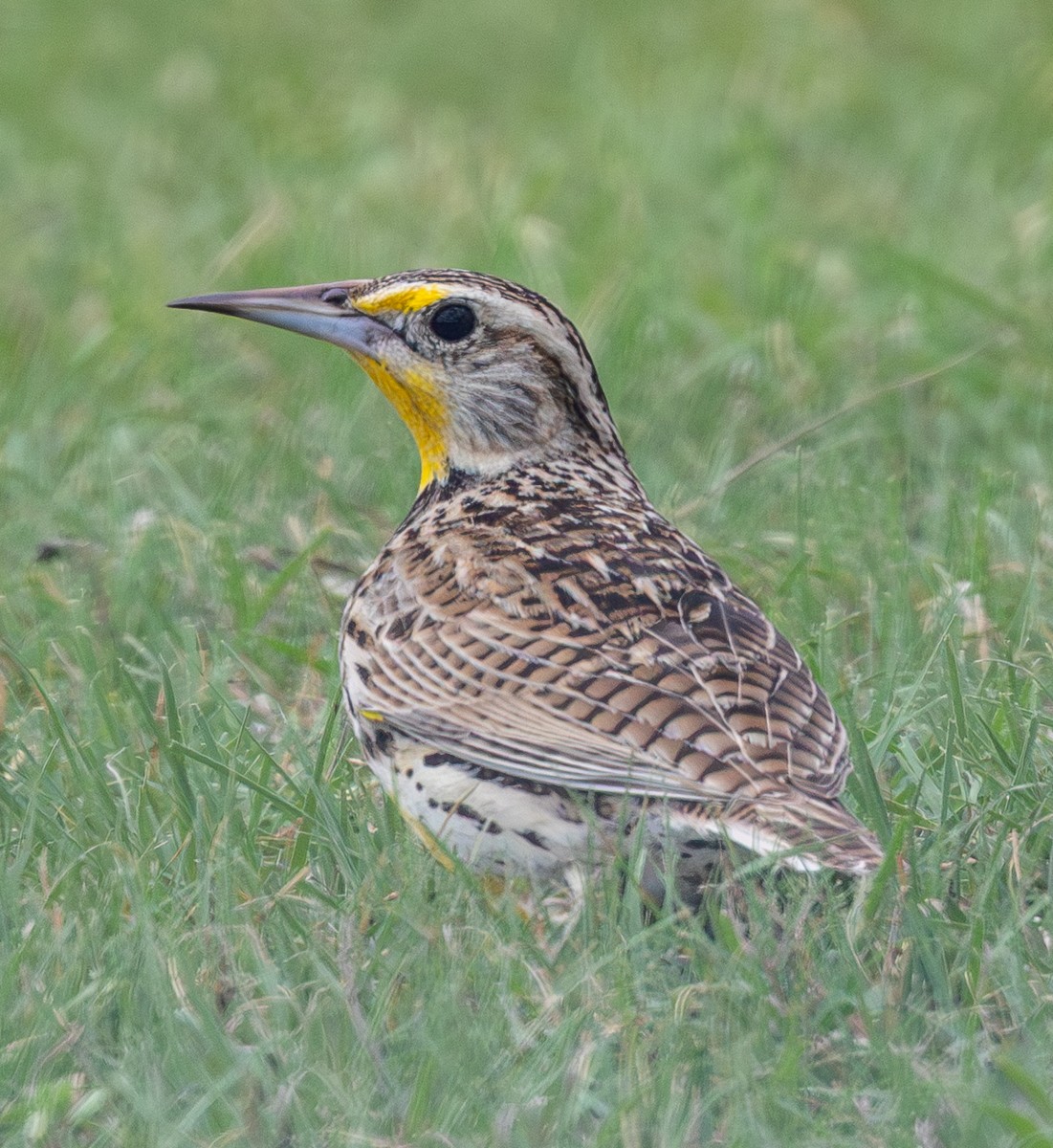 Bird photograph by Susanne Harm