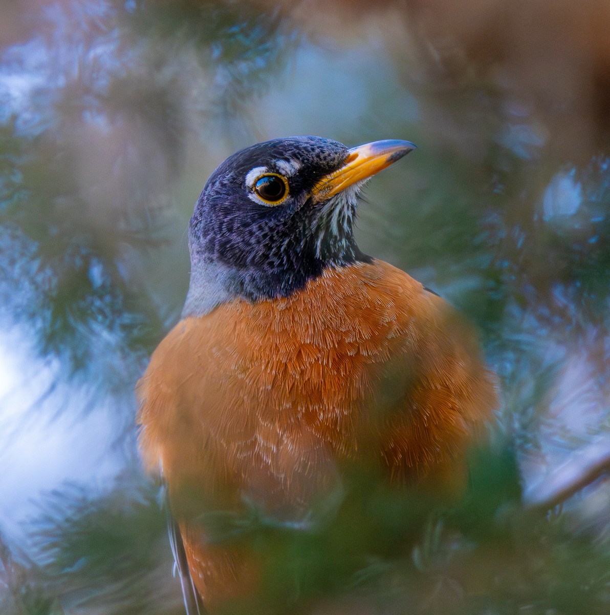 Bird photograph by Susanne Harm