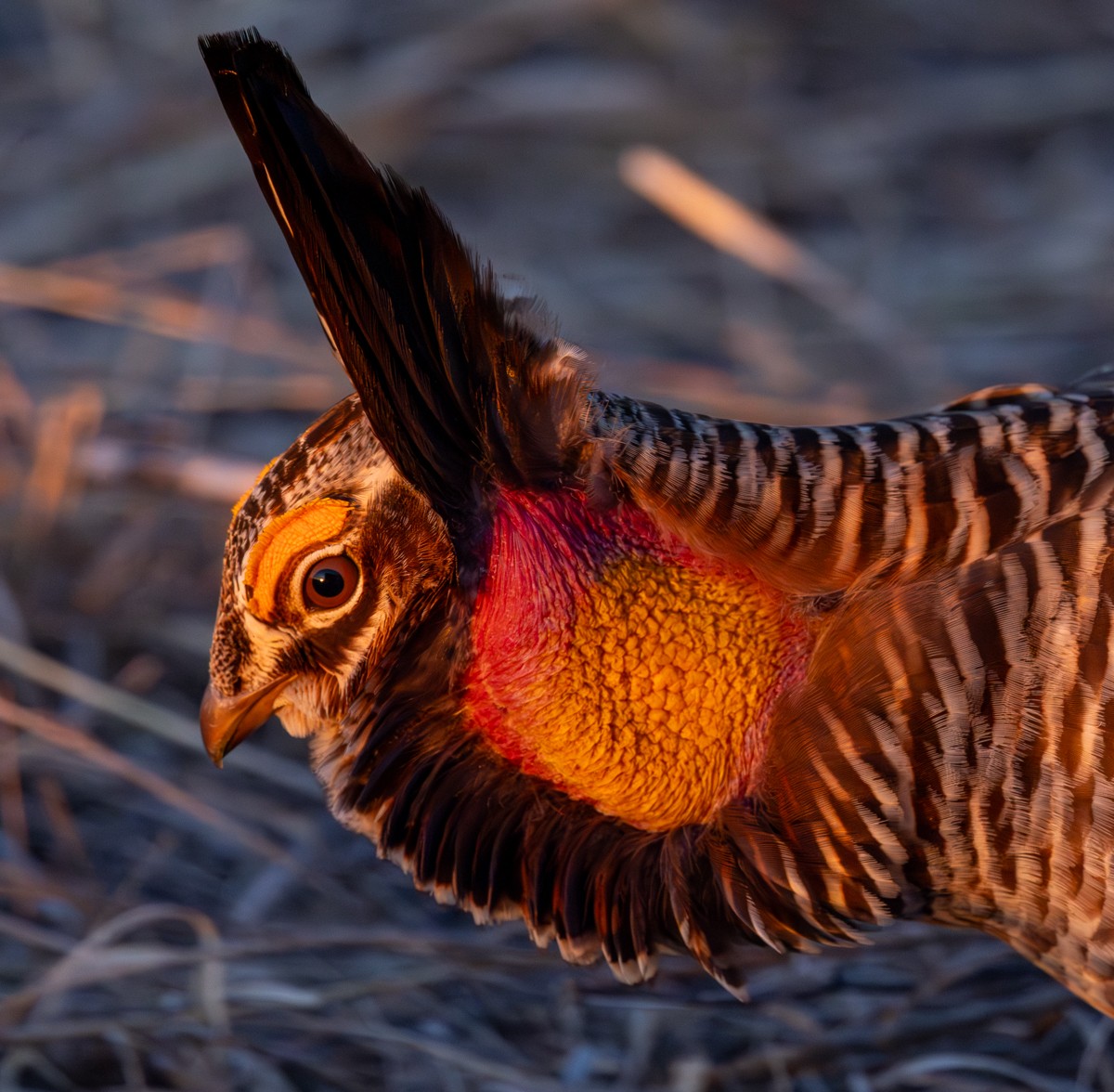 Bird photograph by Susanne Harm