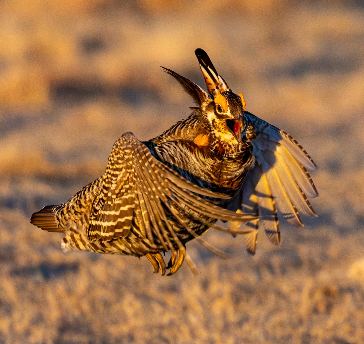 Bird photograph by Susanne Harm