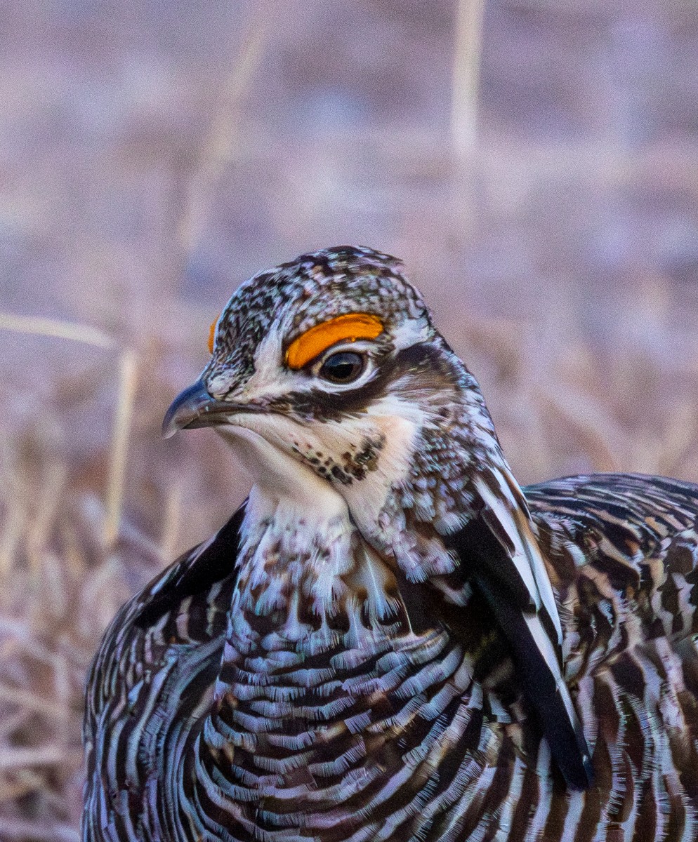 Bird photograph by Susanne Harm