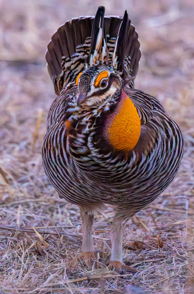 Bird photograph by Susanne Harm