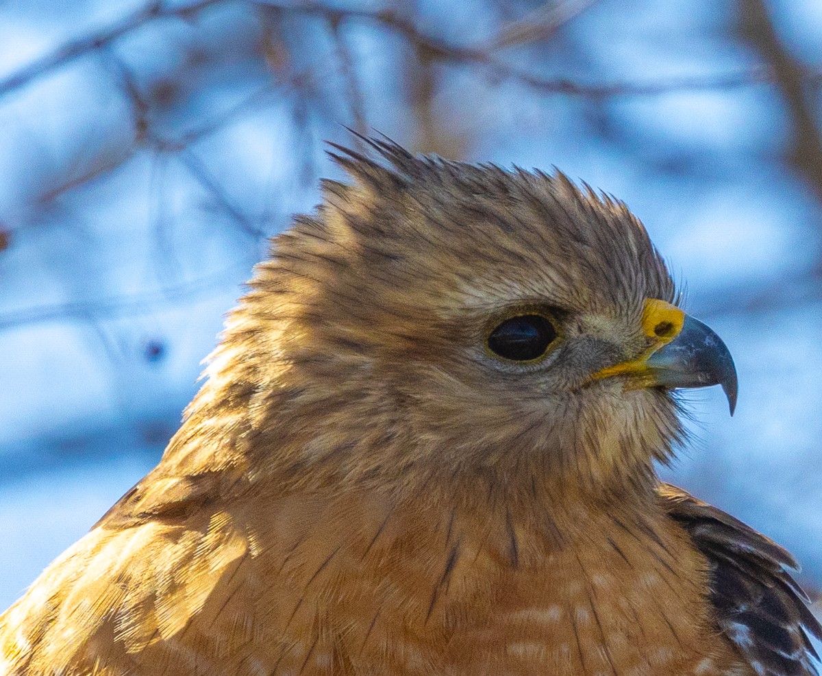 Bird photograph by Susanne Harm