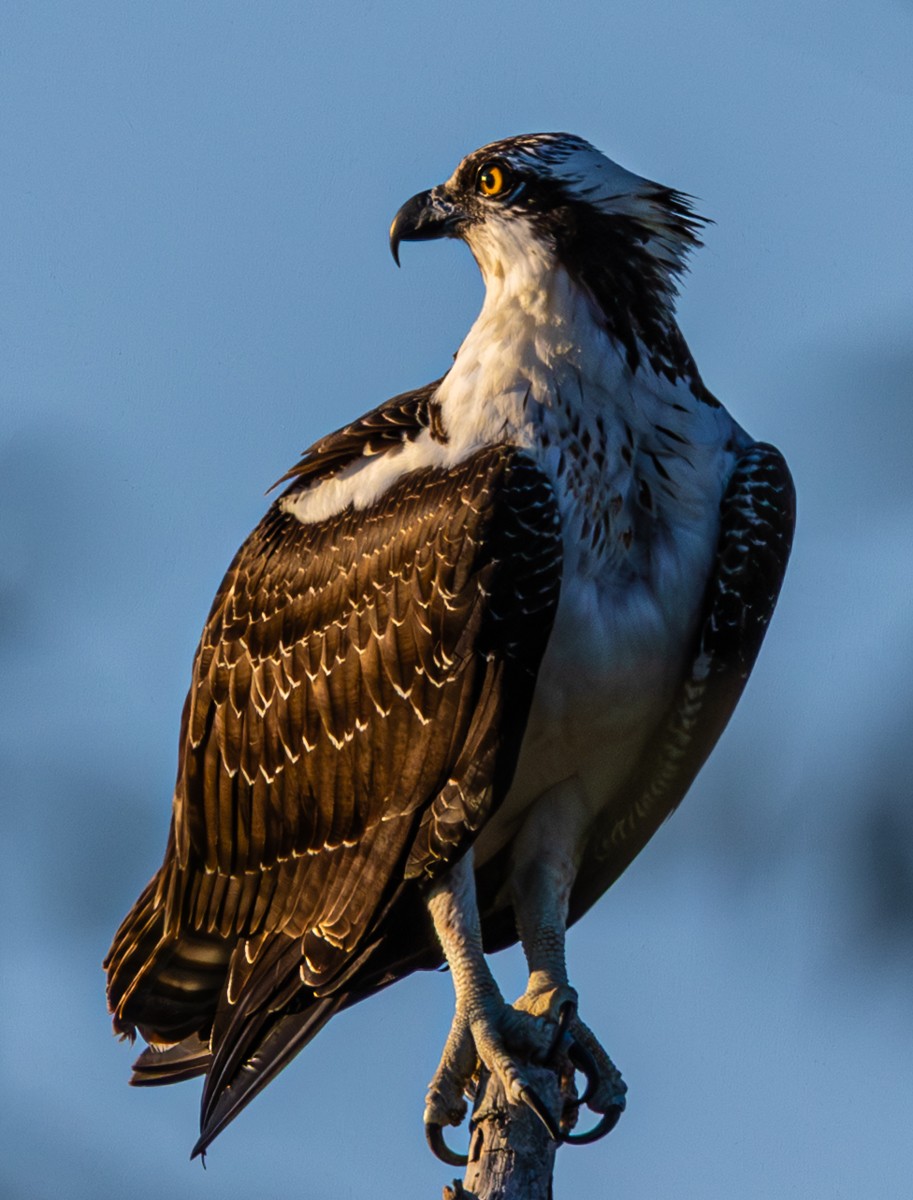 Bird photograph by Susanne Harm
